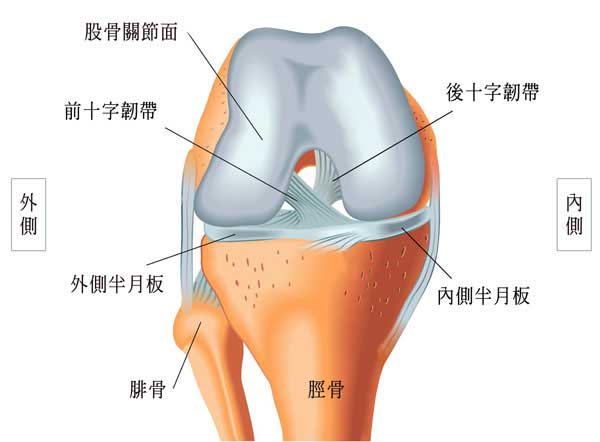 十字韌帶撕裂傷難逃膝蓋痛 只要沒全斷可藉prp強力修復 再生醫療知識庫 增生療法 Prp注射 專精膝蓋痛 膝關節損傷