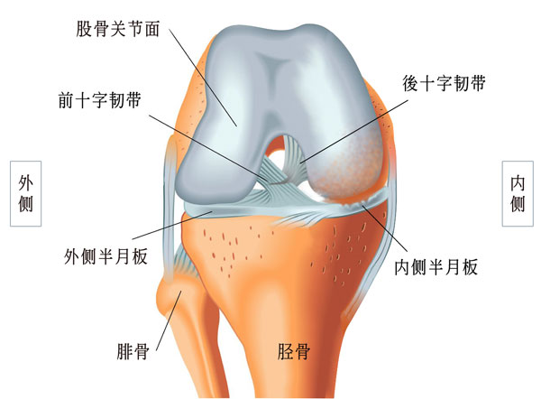膝关节周围韧带解剖图图片